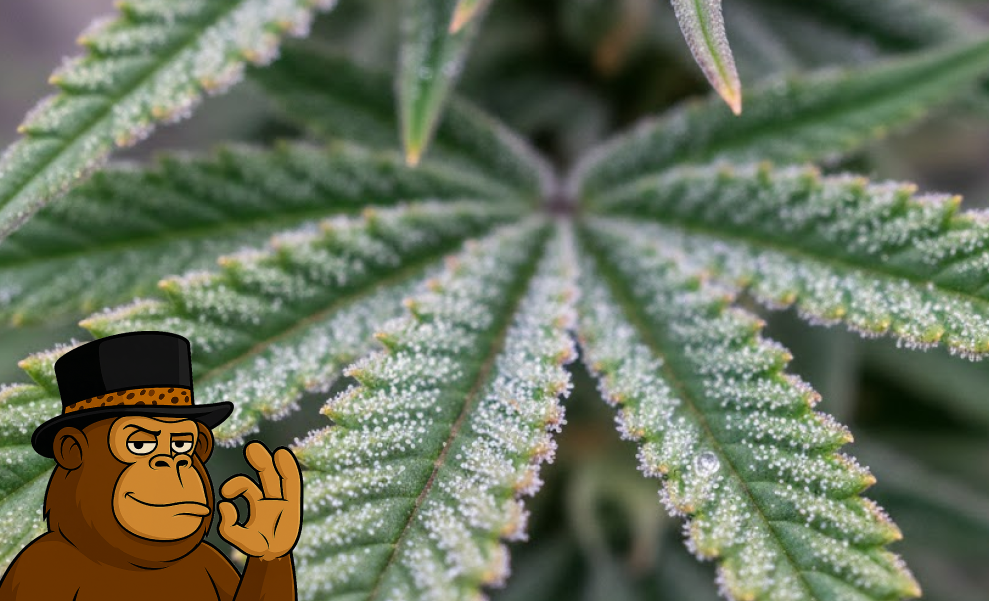 Macro photography of a cannabis leaf edge covered in shimmering, crystal-like resin glands.