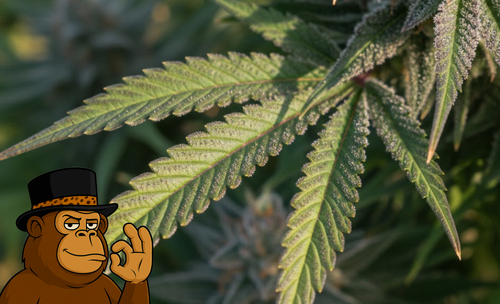 A cluster of dense, resinous cannabis buds showcasing professional trimming and heavy trichome coverage.