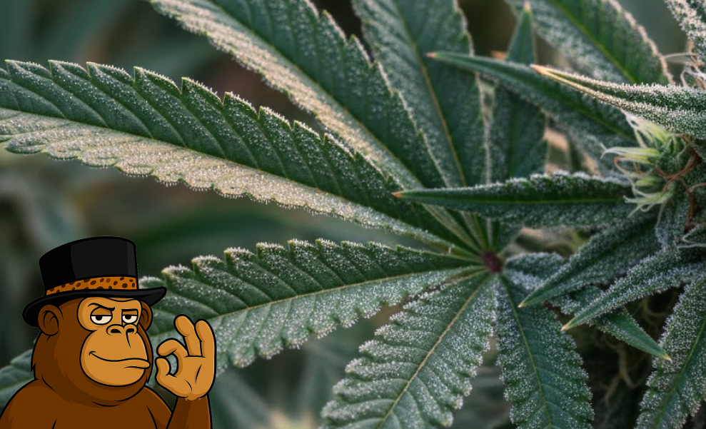 Best Weed Strains In San Rafael