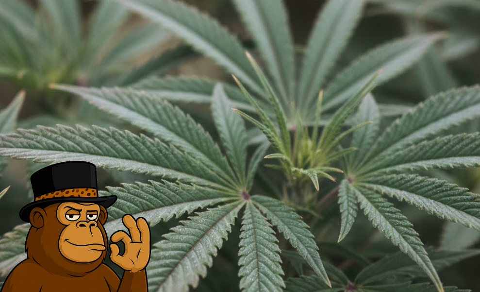 A close-up of healthy green cannabis fan leaves with visible trichome development on a flowering plant.