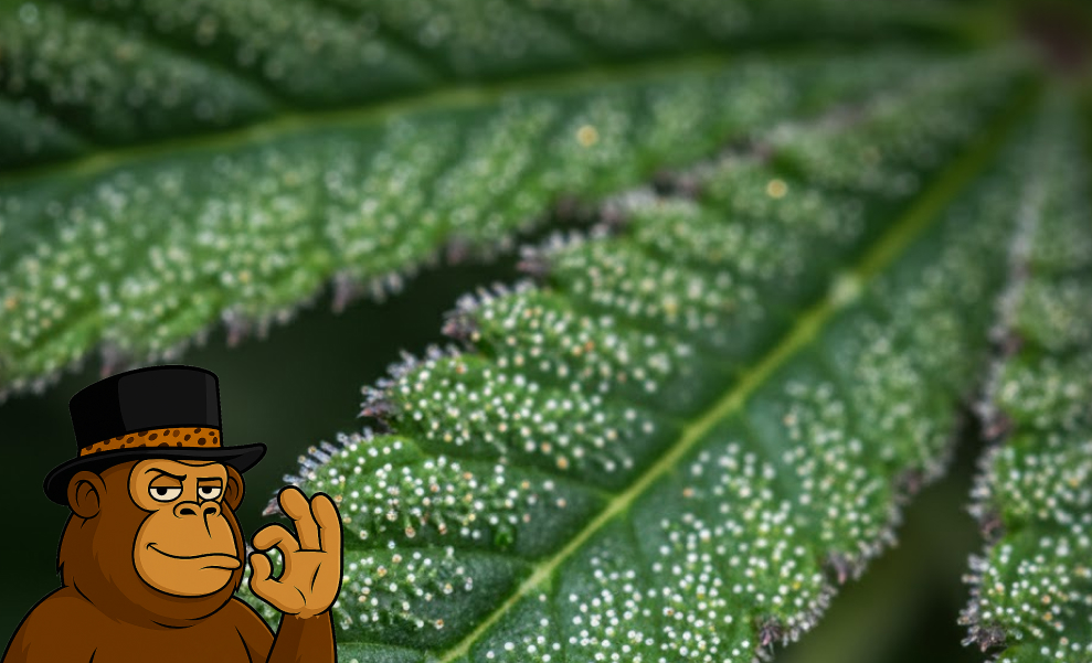 An extreme close-up of a green cannabis leaf covered in sparkling white resin glands and trichomes.
