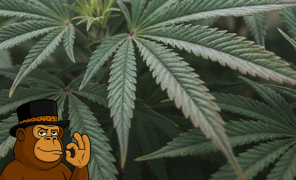 An extreme close-up of a green cannabis leaf covered in sparkling white resin glands and trichomes.