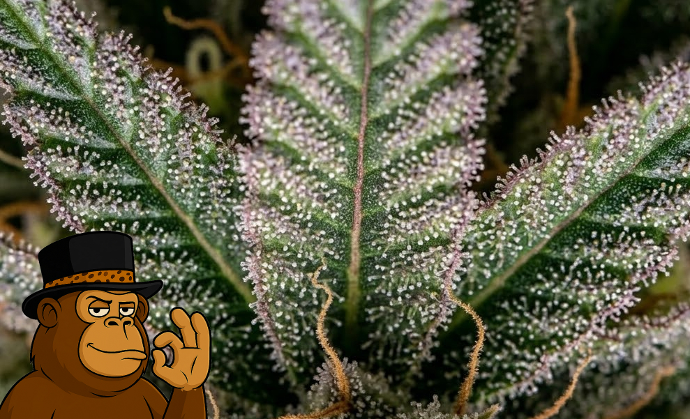 A collection of different cannabis extracts ranging from translucent oils to waxy textures.