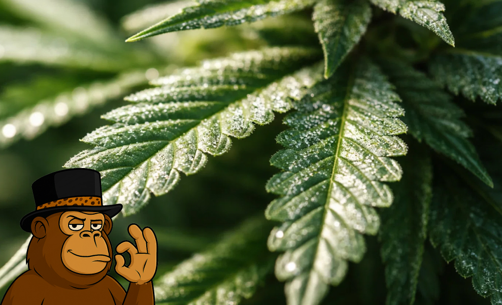 A mature, frosty cannabis plant with heavy colas growing in a professional indoor environment.