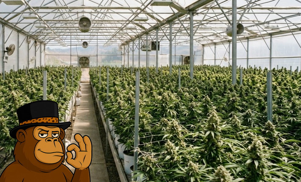 Wide view of a modern industrial greenhouse with rows of flowering cannabis plants.