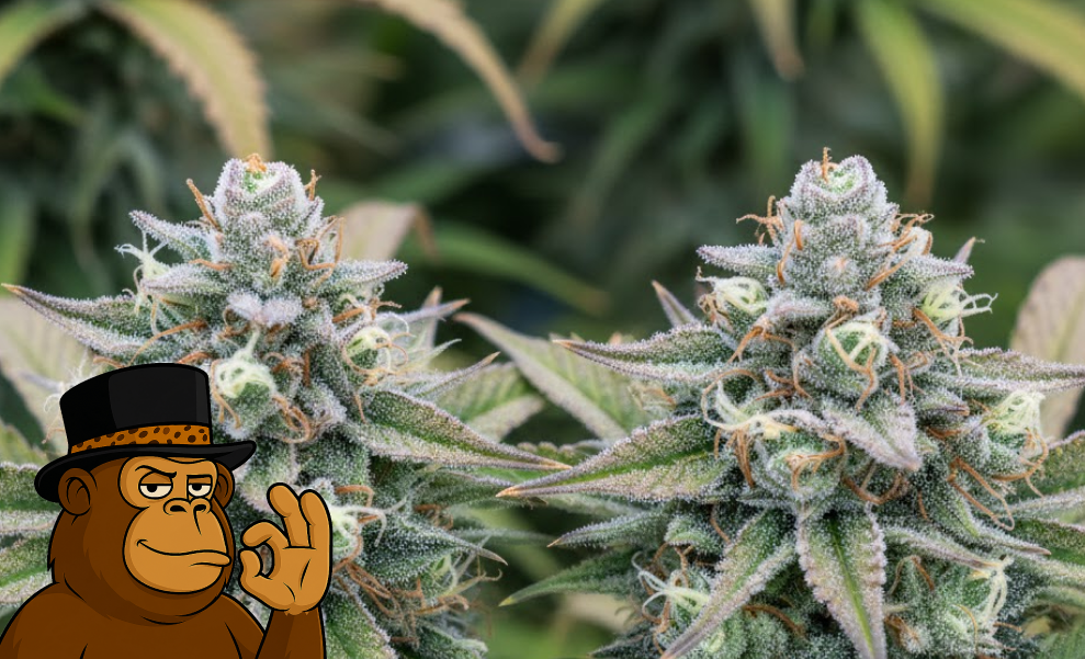 Two large, resinous cannabis colas with purple undertones and heavy trichome coverage, typical of the best weed strains in Palm Springs.