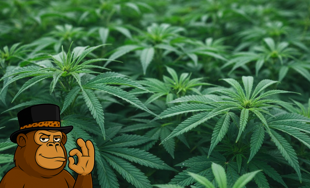 A wide view of many healthy, green cannabis plants growing in an indoor facility.