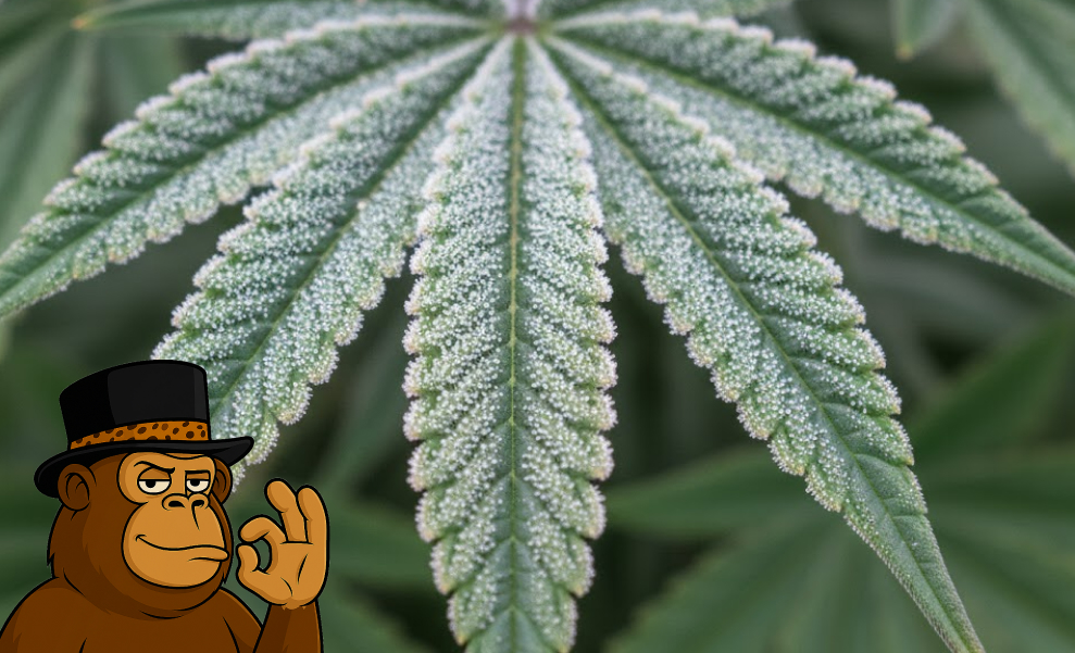 A large, mature cannabis flower (cola) in an indoor grow facility with visible orange pistils and white trichomes.