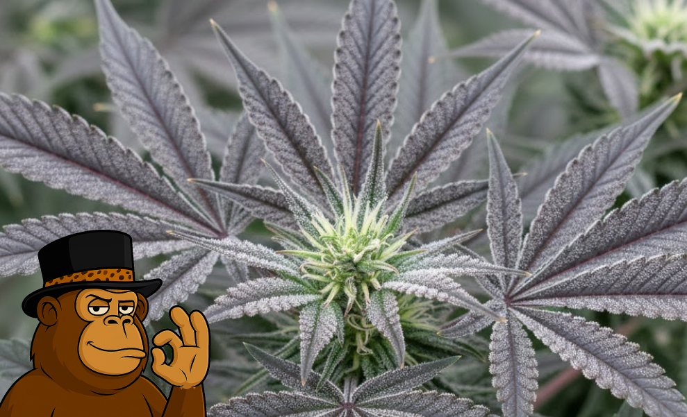 A wide view of a healthy, green cannabis canopy growing in a large-scale indoor facility in Indio.