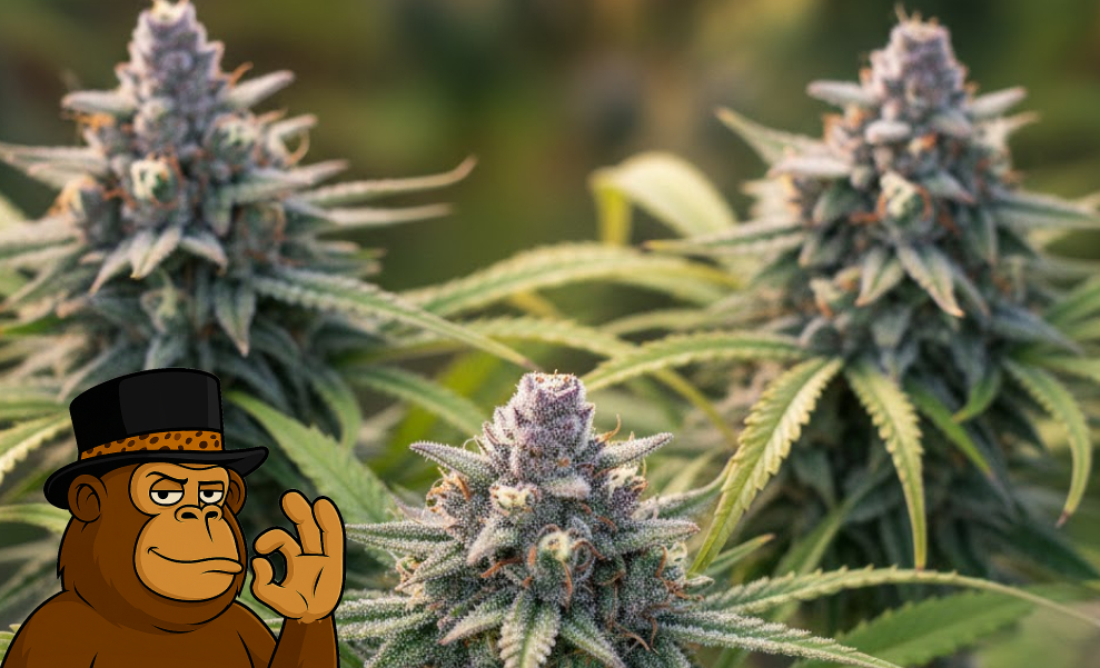 Several flowering cannabis plants with large, resinous colas developing in a controlled indoor environment.