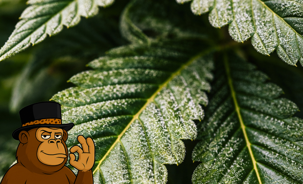 Close-up of a fan leaf from a cannabis plant heavily dusted with crystalline white trichomes.