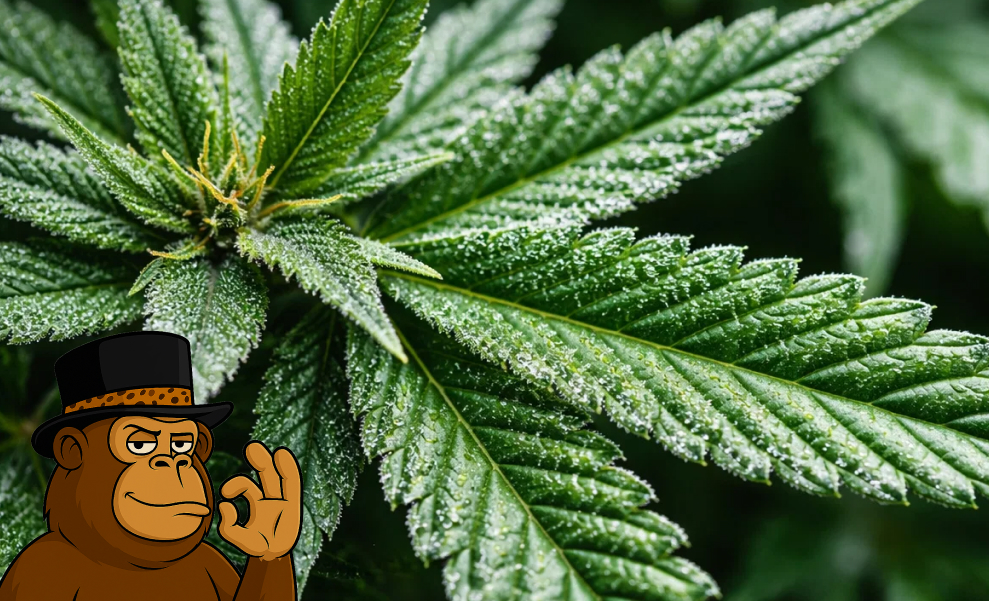 Detailed view of a green cannabis leaf covered in crystalline white trichomes.