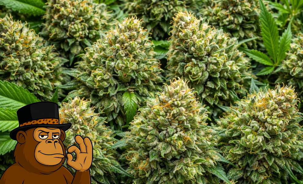 A group of premium, hand-trimmed cannabis buds featuring bright orange pistils and heavy frosting.