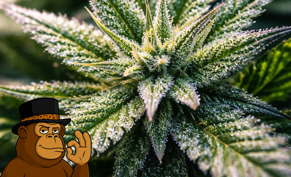 Extreme macro shot of the best weed strains in Costa Mesa glistening with crystalline trichomes.