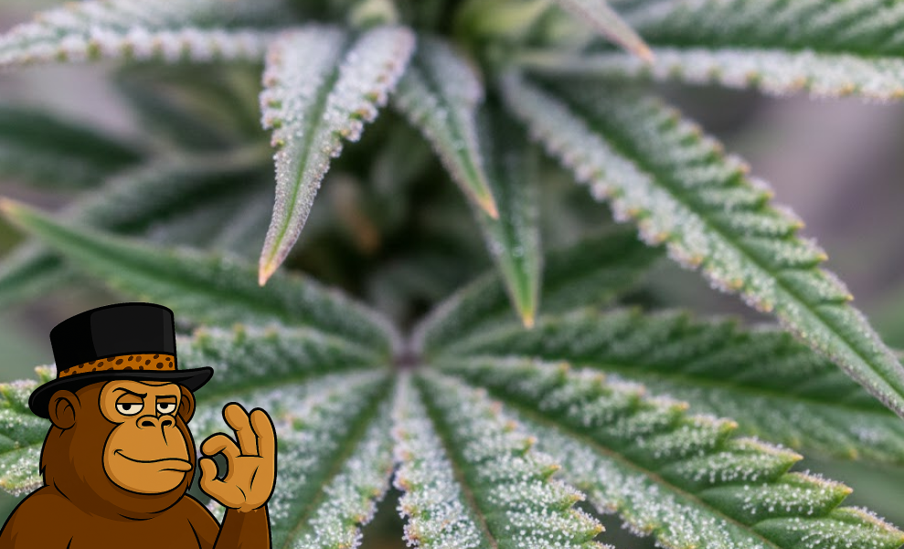 Best Weed Strains In Petaluma A detailed shot of a light green cannabis flower with a dense structure and heavy white trichome frosting.