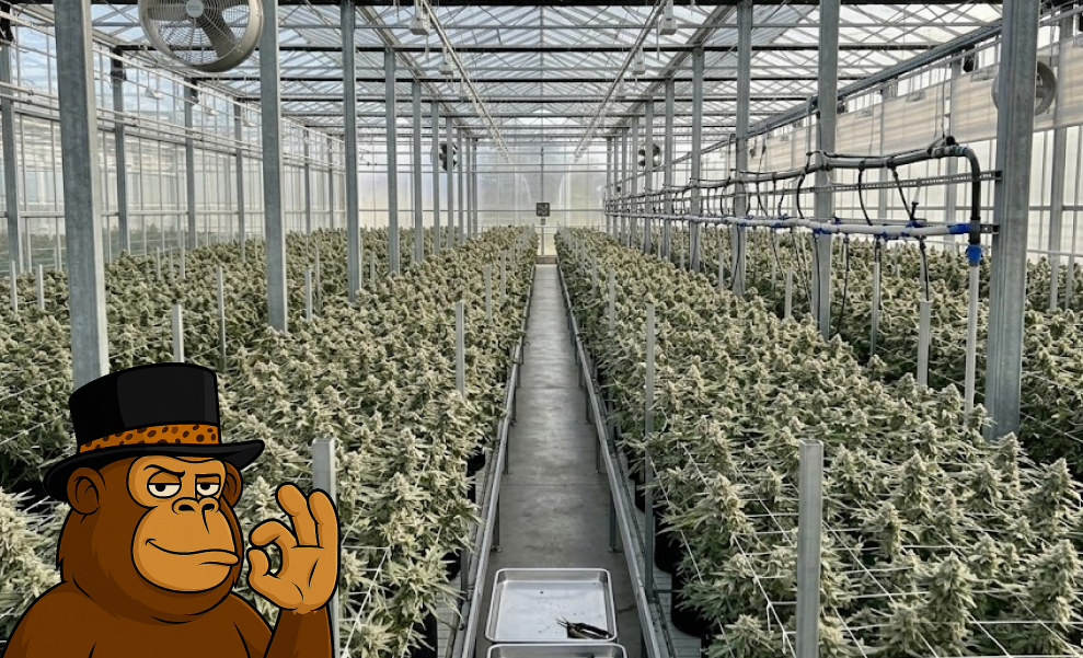 Healthy cannabis plants growing outdoors source of top strains Newark CA