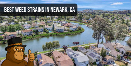 Aerial view of Newark CA neighborhood – best weed strains guide