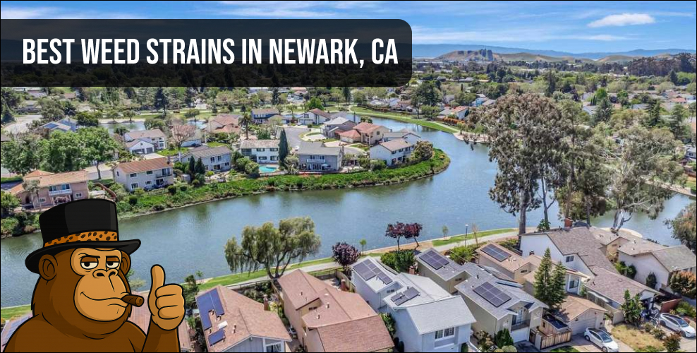 Aerial view of Newark CA neighborhood – best weed strains guide