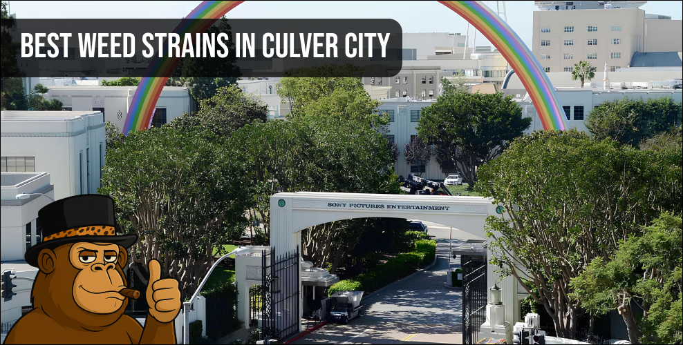 A high-quality hybrid cannabis flower featuring dense green leaves and amber hairs, representing the best weed strains in Culver City.