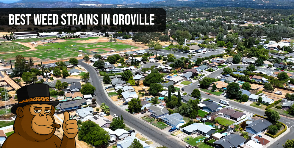An aerial panoramic view of Oroville, California, highlighting the local community and access points for the best weed strains in Oroville.