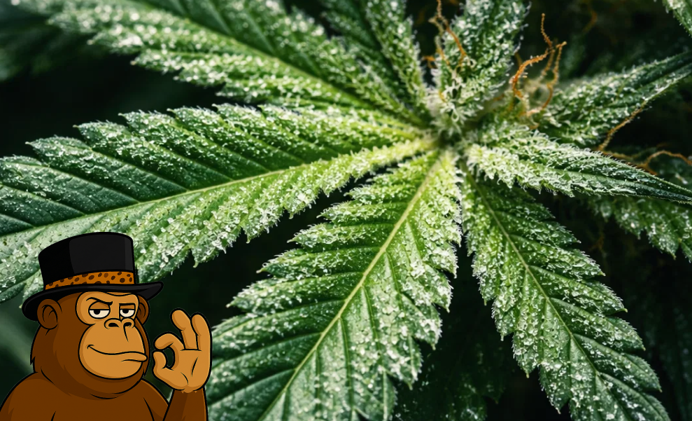 Best Weed Strains In Oroville Extreme close-up of a green cannabis leaf covered in glistening white trichomes and resin glands.