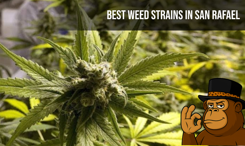 Best Weed Strains In San Rafael
