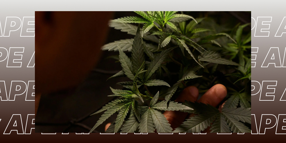 Cannabis delivery In Silver Lake