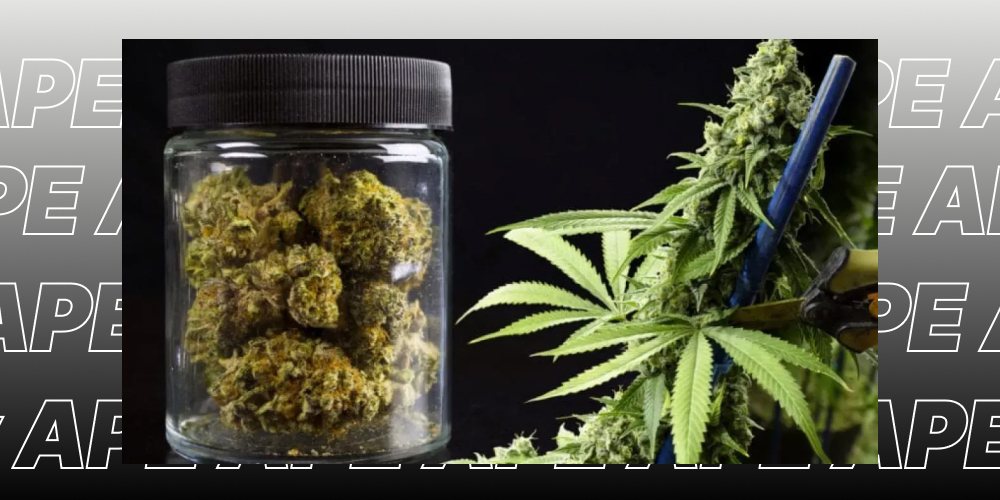 Best Weed Strains In Hoboken