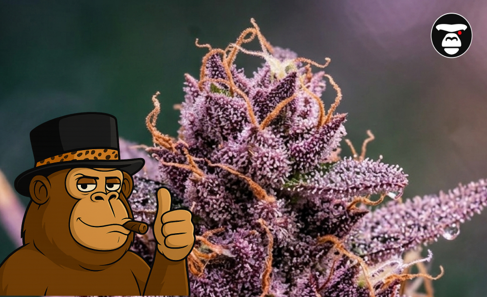 Macro photography of a frosty purple cannabis flower with long orange pistils.