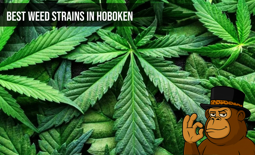 Lush green cannabis leaves layered over each other with a gorilla mascot logo.