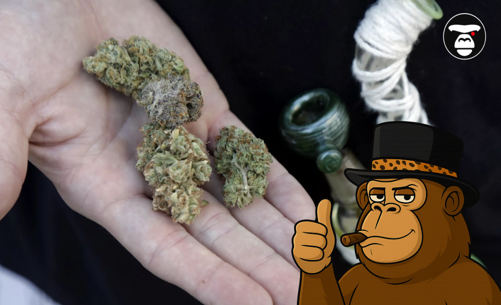 A hand holding various dried cannabis strains with a smoking pipe and gorilla mascot in the background.