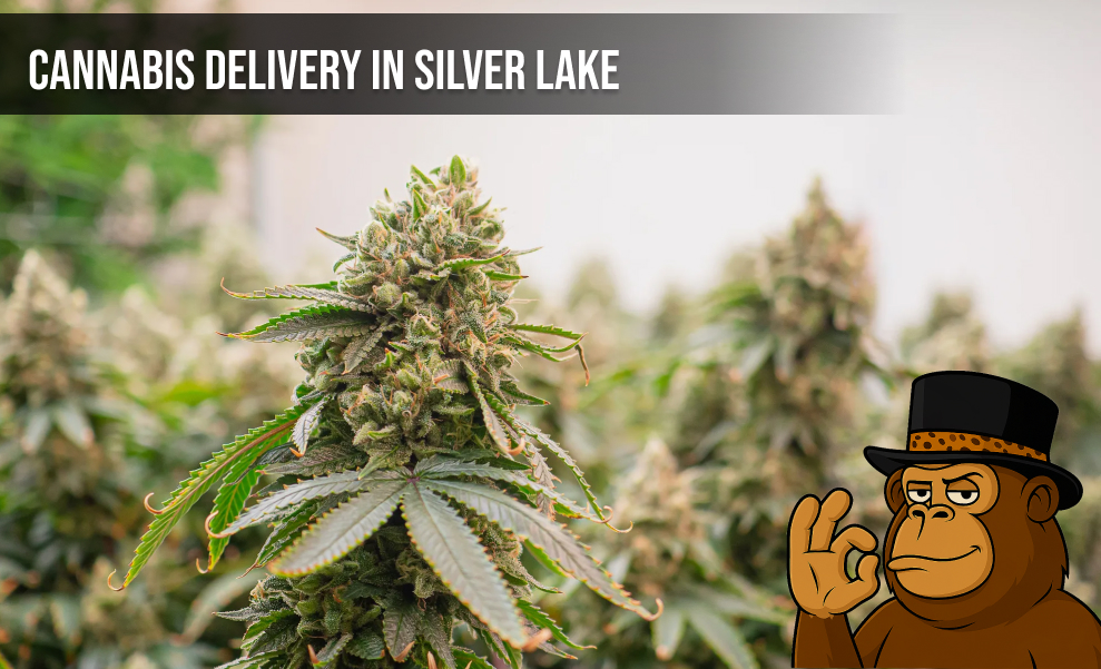 A field of mature cannabis plants ready for harvest next to a cartoon gorilla mascot.