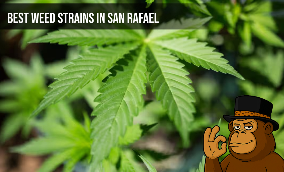 Vibrant green cannabis sativa leaf under soft lighting in San Rafael.