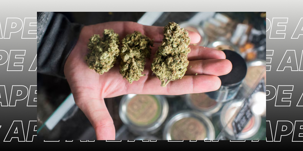 Three large, dense cannabis buds held in a hand over a dispensary display.