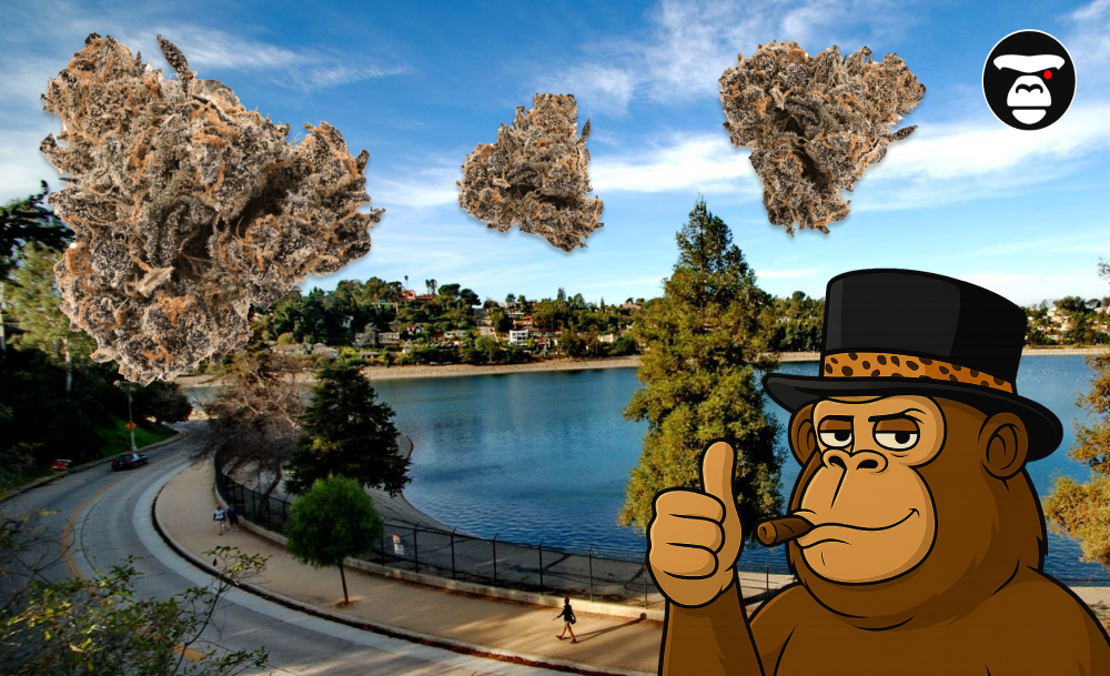 Three premium cannabis buds floating over the Silver Lake Reservoir in Los Angeles.