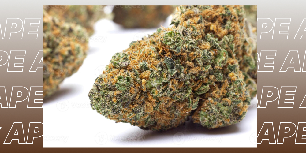 A dense, high-quality cannabis flower bud on a white background.