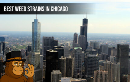 Best Weed Strains In Chicago