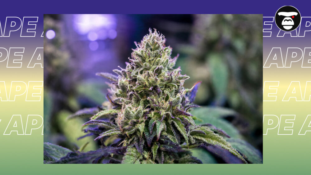 Best Weed Strains In Chicago Close-up of a mature cannabis bud with abundant sparkling trichomes and purple leaves against a stylized graphic background.